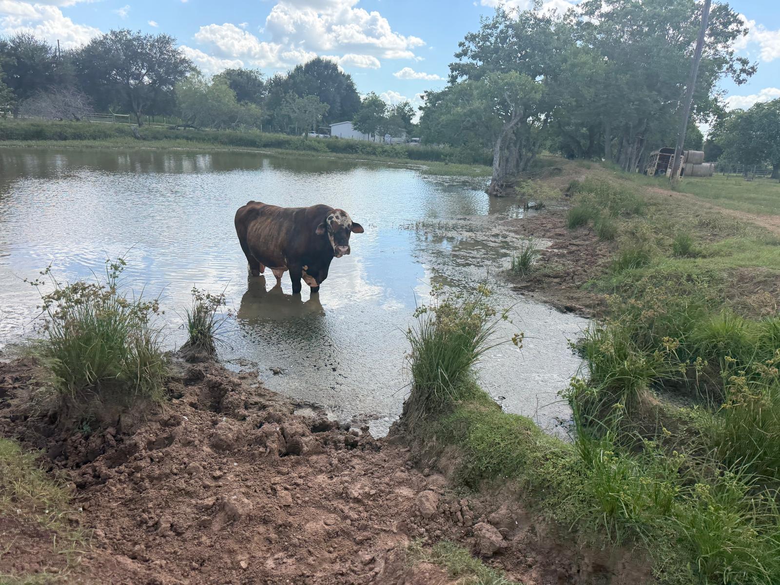 Bojangles standing in the pond at the Big Prayer Museum campus